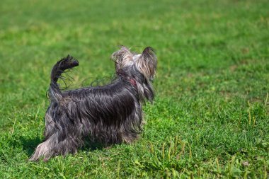Yorkshire korkunç, yeşil renkli. Alan metni altında. Kavram: eastern köpeklerin 2018 yıl takvimi: parodist köpek, köpek arkadaş bir adam, gerçek arkadaşlar, kurtarma ekipleri.