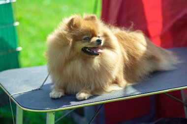 Spitz köpek ile kalın saç yakın çekim