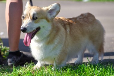 Galce Corgi kısa pençeleri yakın çekim ile küçük bir köpektir