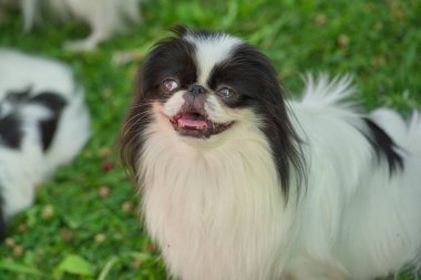 Küçük köpek yakın çekim