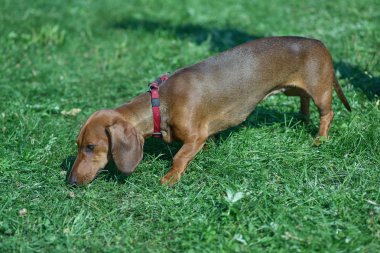 Stenografi dachshund yeşil çim yakın çekim bir arka plan üzerinde