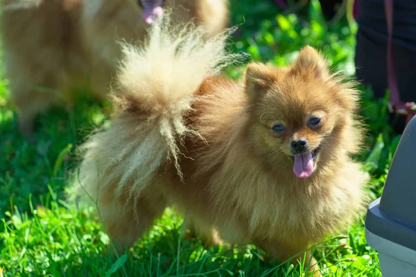 두꺼운 머리 클로즈업 된 스 피 츠 강아지 — 스톡 사진