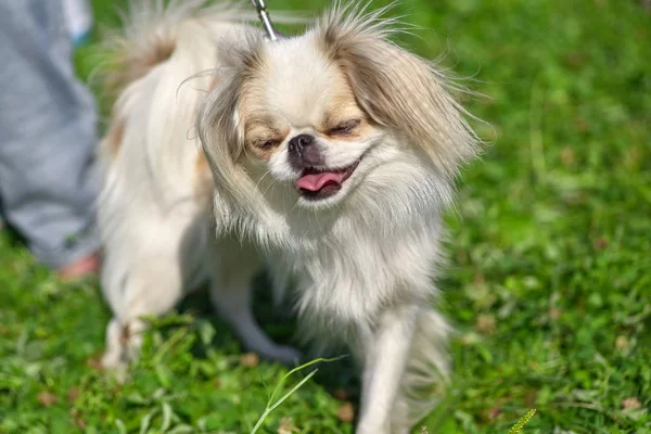 Lachen kleiner zotteliger Hund aus nächster Nähe — Stockfoto
