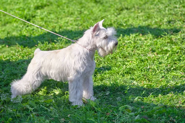 Perro blanco sobre un fondo de hierba verde de cerca —  Fotos de Stock