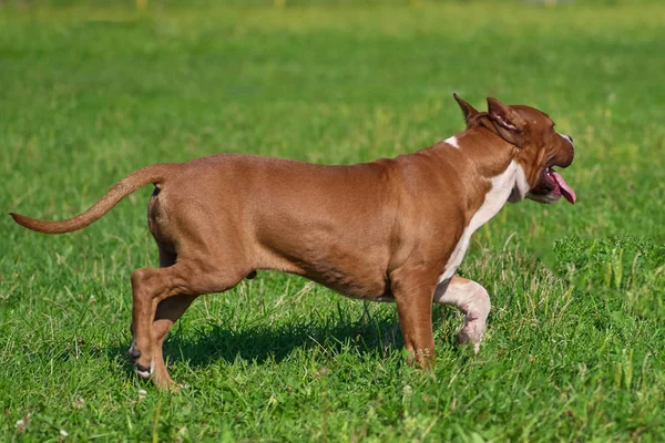 English Bulldog Est Une Race Poil Court Chiens Type Mastiff — Photo