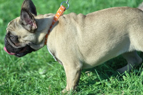 Bulldog francês raça abreviada de mastim tipo cães Close-up — Fotografia de Stock