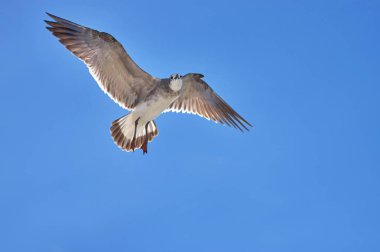 Kanatlarını Yayilim Albatros mavi gökyüzüne karşı uçar