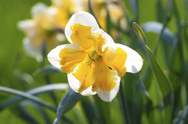 Nergis cins Çicekli bitkiler Amaryllis ailesinin