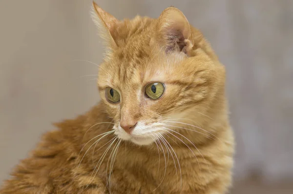 Fluffy gato rojo con grandes ojos verdes primer plano — Foto de Stock