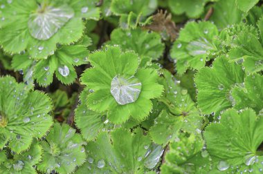 Büyük yeşil yapraklarda su damlaları