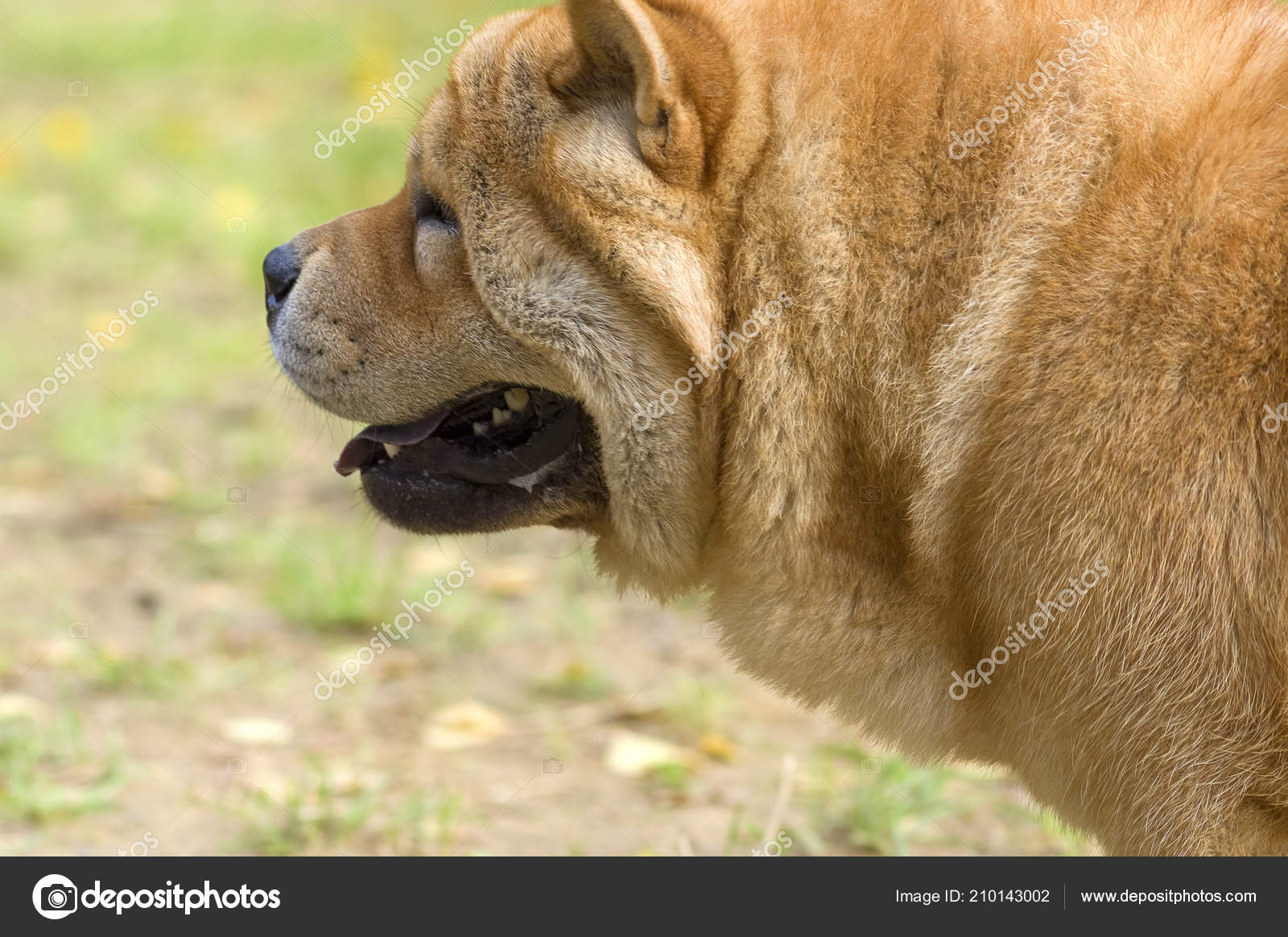Gros Plan De Chien Chow Chow Photographie Vizland 210143002