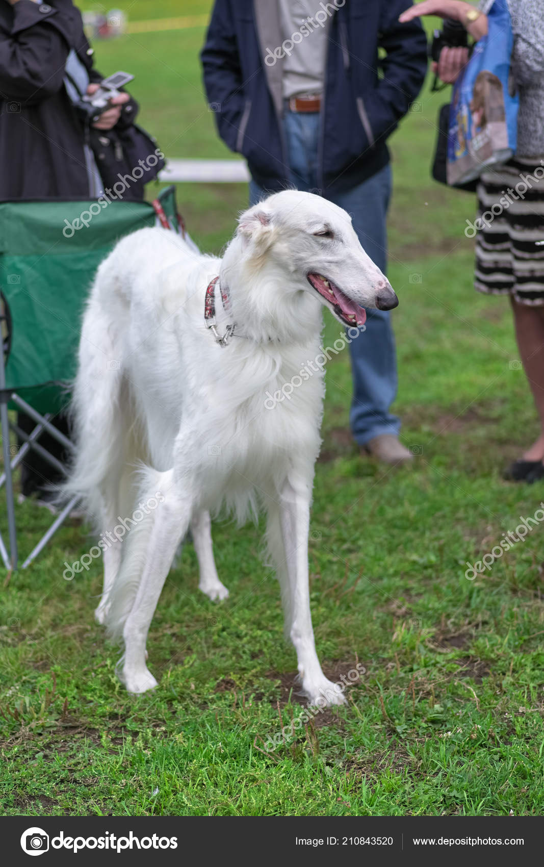 greyhound looking dog with long hair