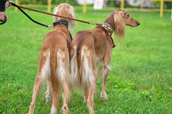 Dos perros Saluki especies vista trasera de cerca — Foto de Stock