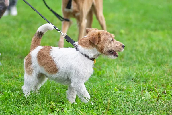 Korkunç doğurmak köpek iç içe geçmiş hayvanlar için avcılık için hazırlanmış bir — Stok fotoğraf