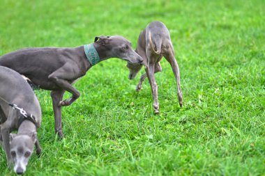 Leverette birkaç gri köpekler üzerinde çim arka plan yakın çekim