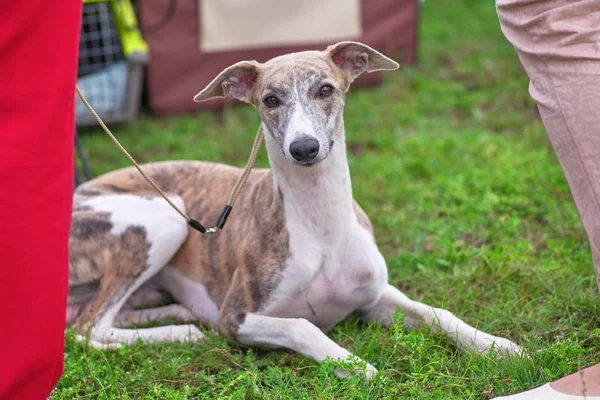 Leverette cão encontra-se na grama e olha para a câmera close-up — Fotografia de Stock