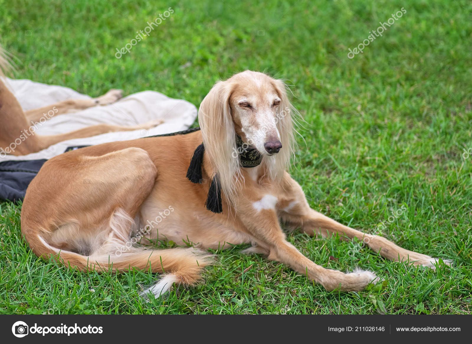 Lévrier Persan Saluki Chien De Chasse Gros Plan De Taille