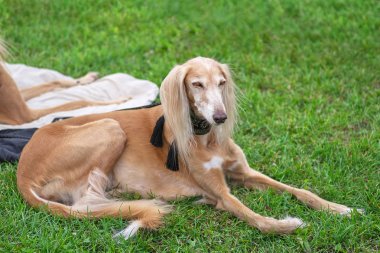 Gazel tazısı Farsça greyhound, av köpeği, yakın çekim orta boy