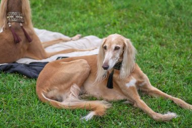 Gazel tazısı Farsça greyhound, av köpeği, yakın çekim orta boy