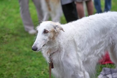 Tazı, ince uzun bacaklar yakın çekim köpeklerle bir cins