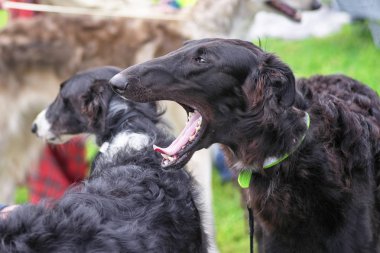 Kamera yakın çekim bir siyah greyhound köpek esnemek