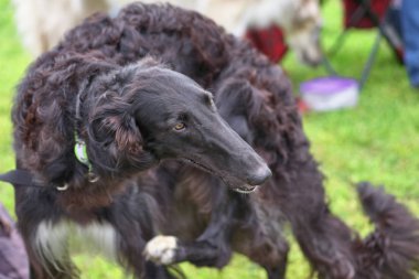 Tazı, ince uzun bacaklar yakın çekim köpeklerle bir cins