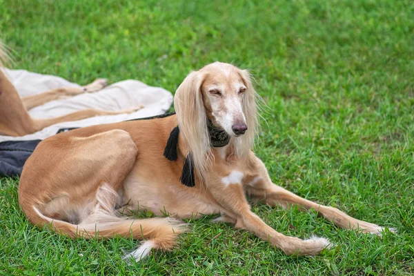 Gazel tazısı Farsça greyhound, av köpeği, yakın çekim orta boy