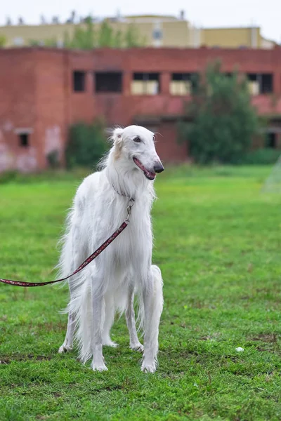 Levriero cane con lunghi capelli bianchi primo piano — Foto Stock