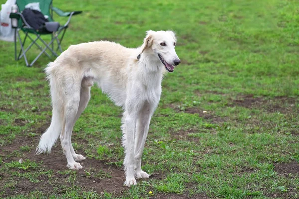 Köpek yarışı avcılık av köpekleri, ateş olmayan yerden duman avcılık, hayvanlar üzerinde mola için bir türdür. hayvanlar. Konsept: hızlı, çevik, hızlı, hızlı, canlı, gayretli