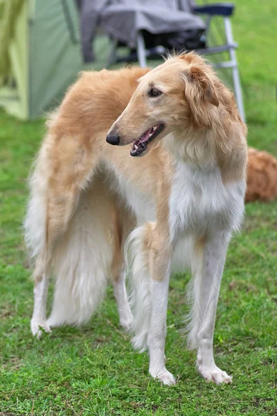Köpek yarışı avcılık av köpekleri, ateş olmayan yerden duman avcılık, hayvanlar üzerinde mola için bir türdür. hayvanlar. Konsept: hızlı, çevik, hızlı, hızlı, canlı, gayretli