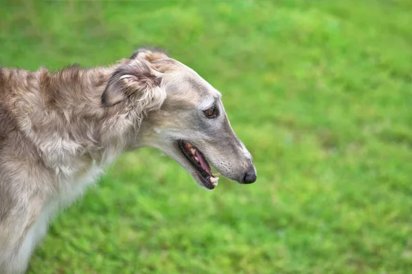 Greyhounds, uma raça de cães finos com pernas longas close-up — Fotografia de Stock