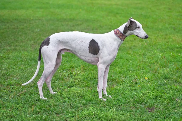 Whippet is a small smooth-haired dog between a greyhound and a g — Stock Photo, Image