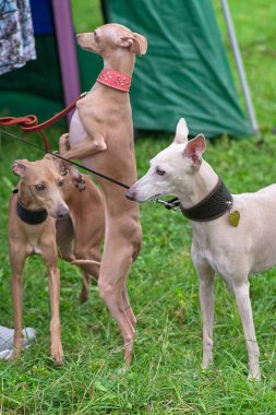 Leverette köpek arka ayakları yakın çekim standları