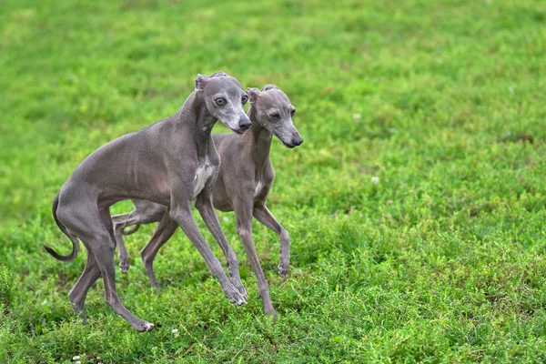 Dos perros grises Leverette corriendo junto a la hierba verde clos — Foto de Stock