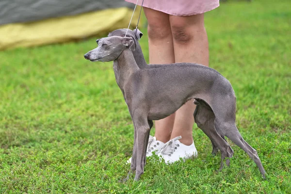 Leverette Pequeno Galgo Italiano Cão Mais Pequeno Grupo Galgos Espaço — Fotografia de Stock