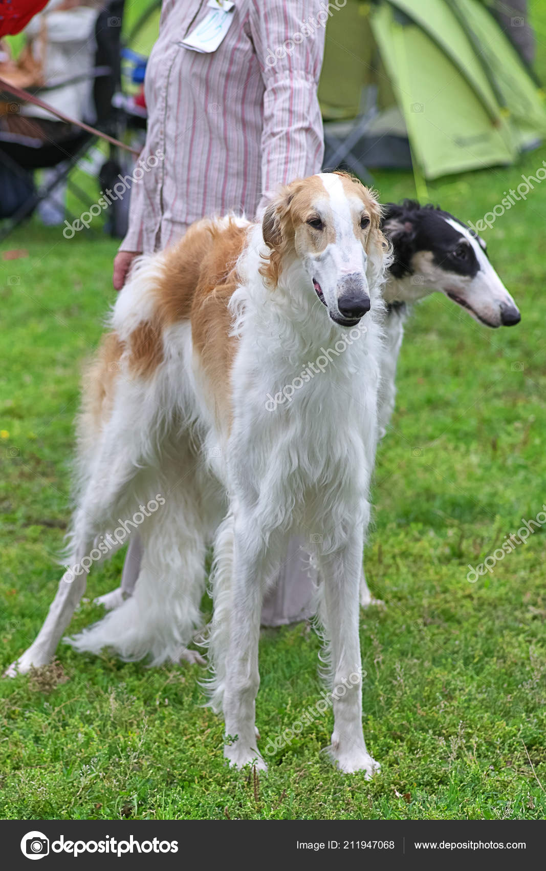 long legged dog breeds