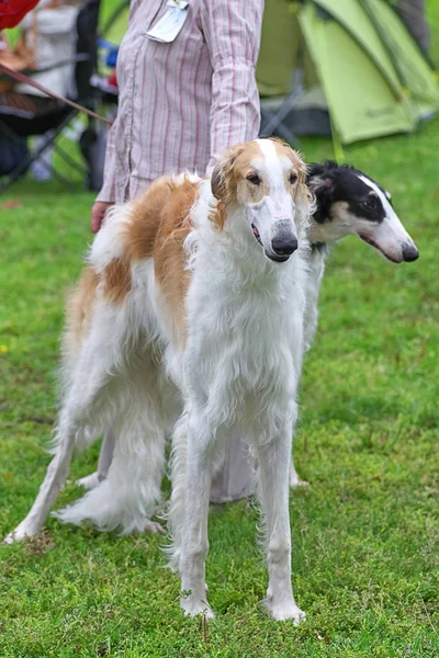Грейхаунды, породы худых собак с длинными ногами крупным планом — стоковое фото