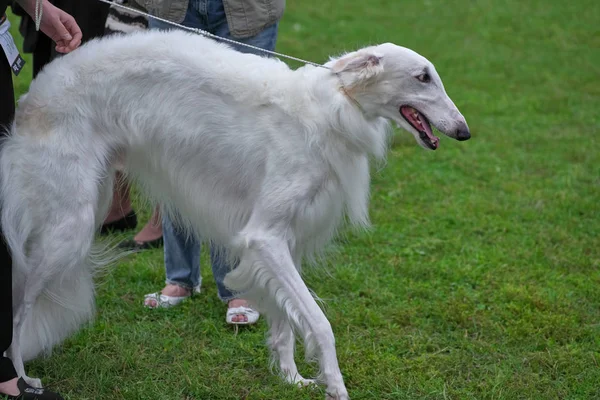 Greyhound cão com longo cabelo branco close-up — Fotografia de Stock