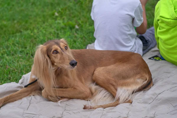 Saluki galgo persa, perro de caza de tamaño mediano, primer plano — Foto de Stock