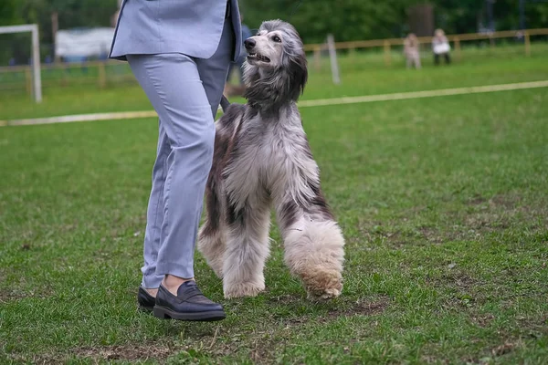 Afghan Hound Elegant Longhair Dog close-up