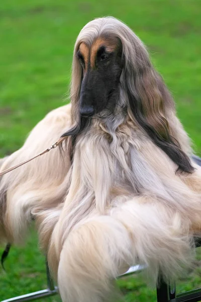 Afghan Hound Elégant chien à poil long gros plan — Photo