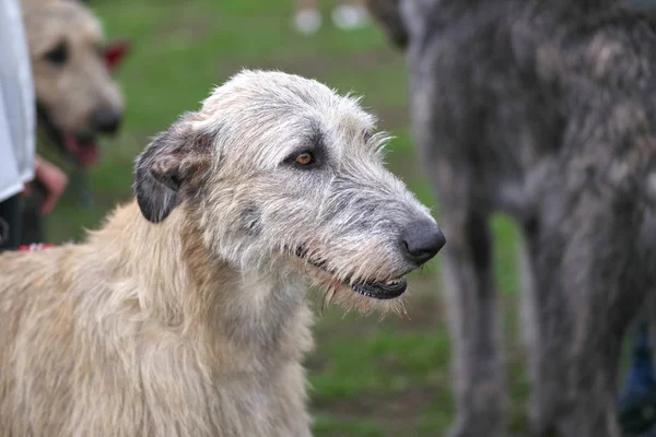 Wolfhounds cabeça desgrenhada Big dog close-up — Fotografia de Stock