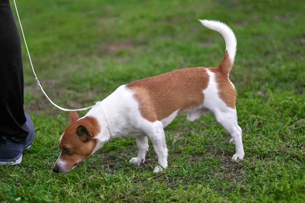 Jack Russell Terrier brincalhão cão closeup — Fotografia de Stock