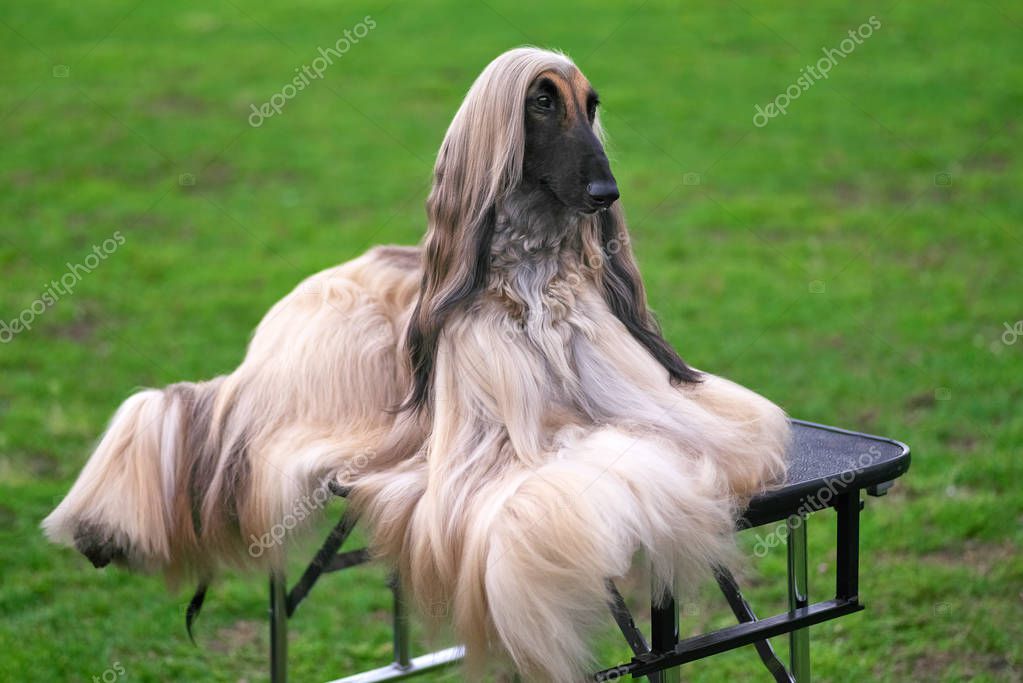 Afghanischer Windhund eleganter LanghaarHundNahaufnahme — Stockfoto
