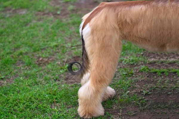 Ogon Alganian Greyhound jest szydełkowane zbliżenie — Zdjęcie stockowe