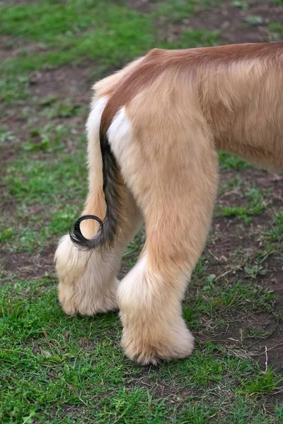 Zadní část Alganian Greyhound je háčkované detail — Stock fotografie