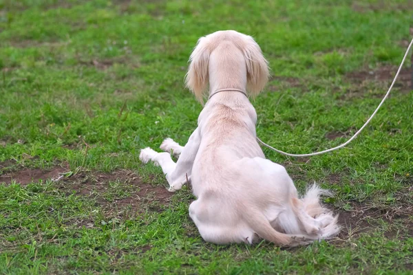 白い犬はカメラに向かってしっぽがある草の上 — ストック写真