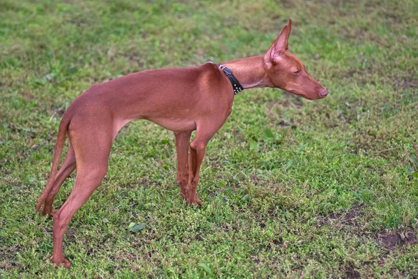 Faraós cão ou kelb tal-Fenech da família Greyhound — Fotografia de Stock