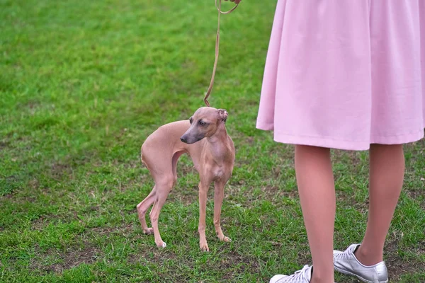 Leverette chien assis sur l'herbe aux pieds de la maîtresse clos — Photo