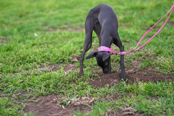 レヴァレットは黒い色の犬が地面のクローズ アップを掘り下げ — ストック写真